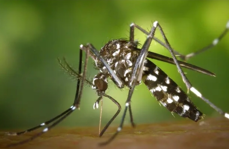 মানিকগঞ্জে ১৫ জন ডেঙ্গু আক্রান্ত, মোট শনাক্ত ৫৩৬