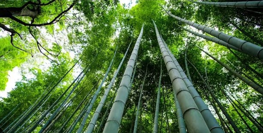 প্রকৃতির আশ্চর্য ক্ষমতার গল্প