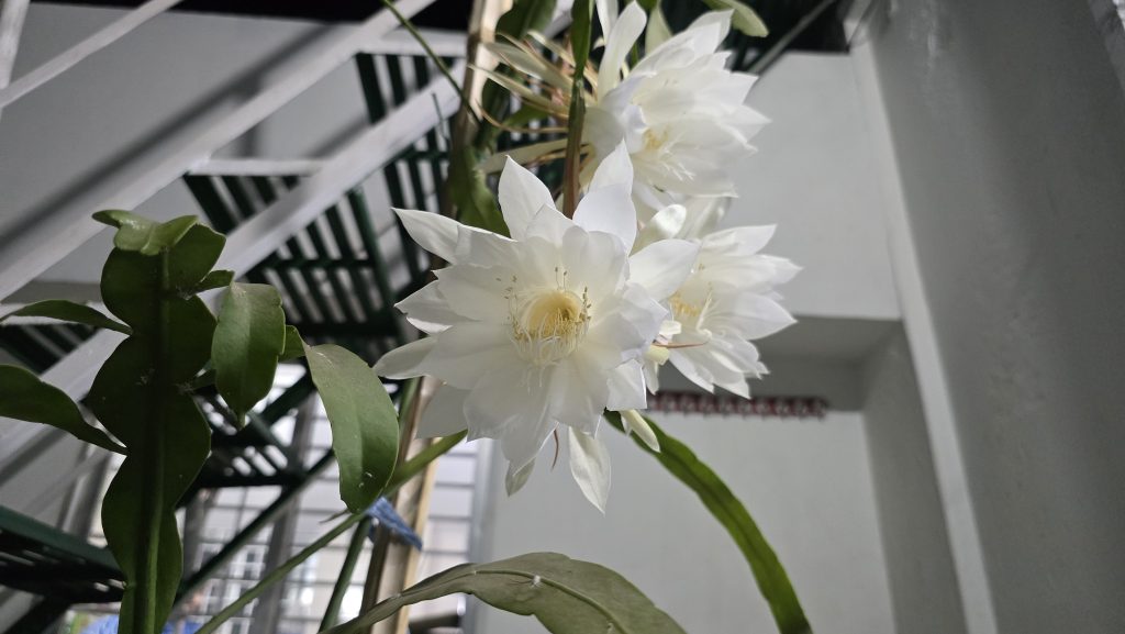ফরিদপুরের ফুটেছে নাইট কুইন