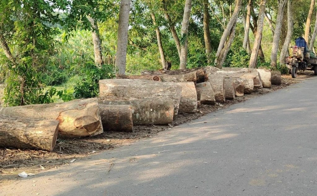খাল পুনঃখননের অজুহাতে দুই শতাধিক গাছ কাটার অভিযোগ, তদন্ত কমিটি গঠন
