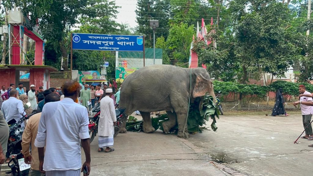 পুলিশের হেফাজতের অপরাধী হাতি আদালতের সিদ্ধান্তে যাচ্ছে মালিকের কাছে